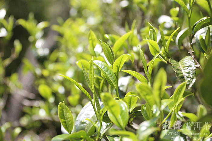 Ʒ����֮�������ȳ̽��ն���