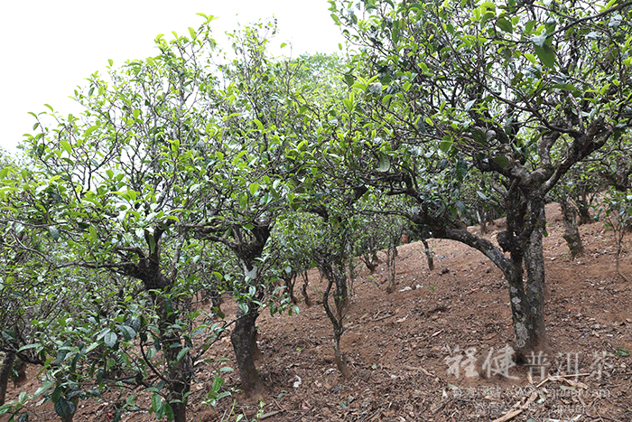 �����ն���