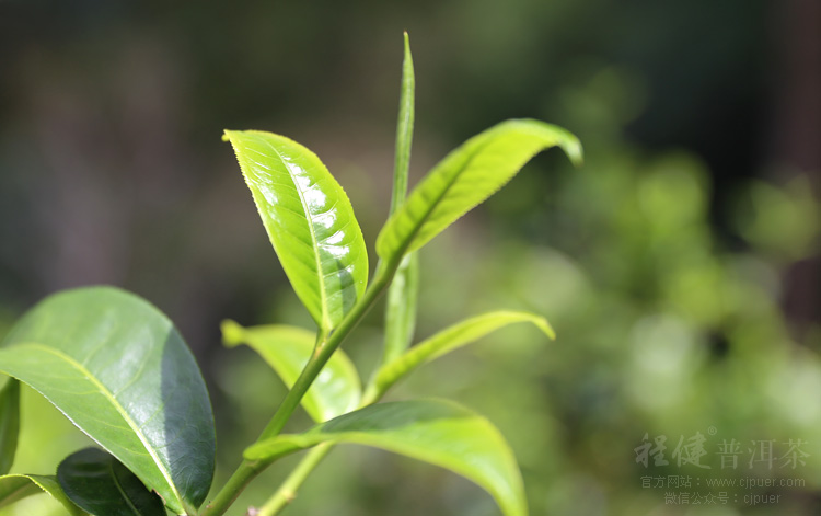 �����ն���