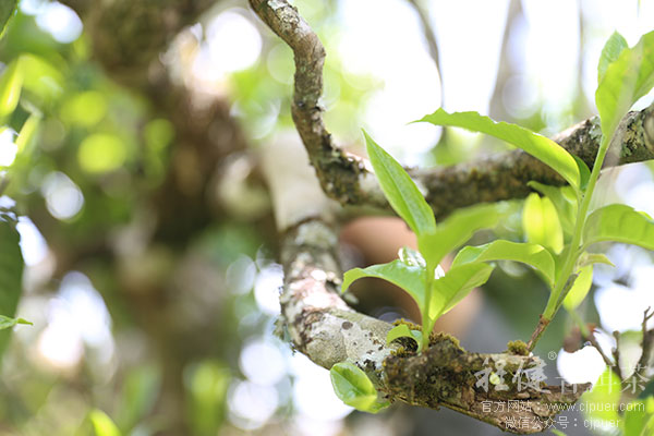 �����ն���