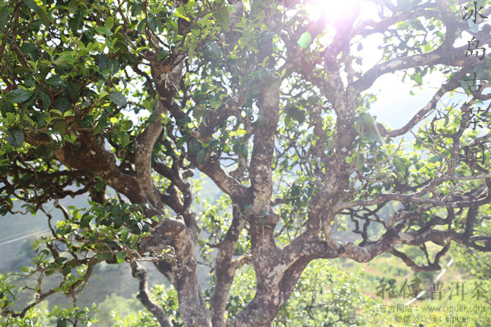 ����������԰