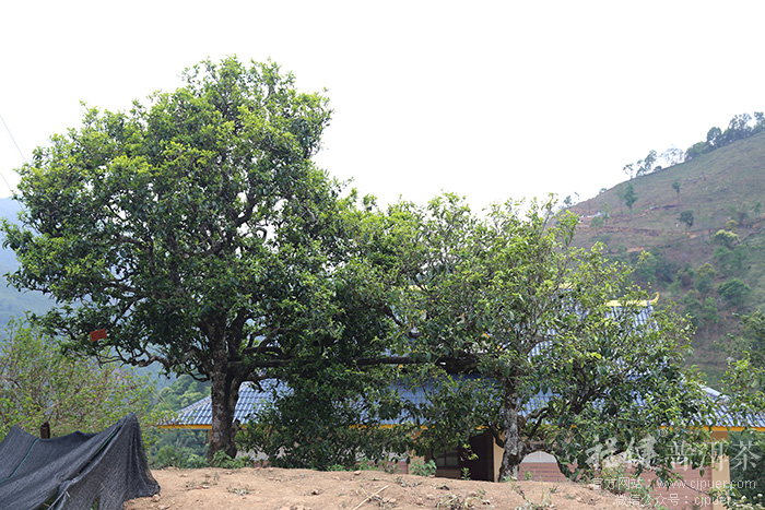 ������԰