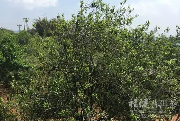 ������԰