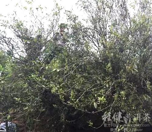 ��ũ���ڲ�ժ������