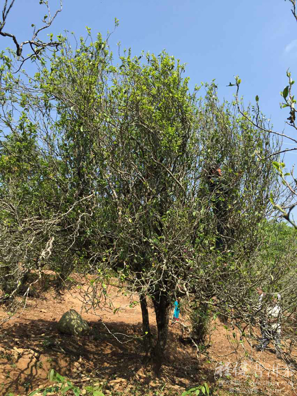 ���ڲ�ժ��������