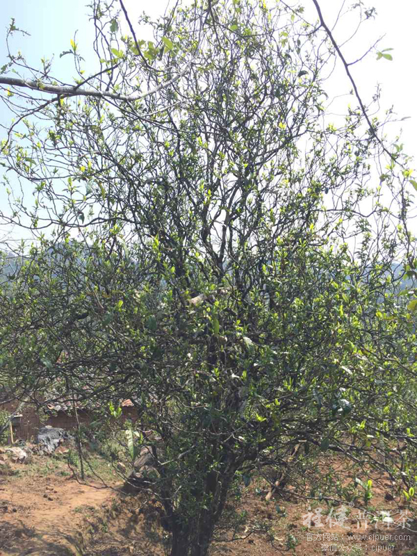 ��ժ�����������