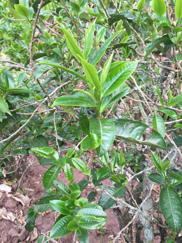 ������Ķ�ѿ����Ϊ˫ѿ������