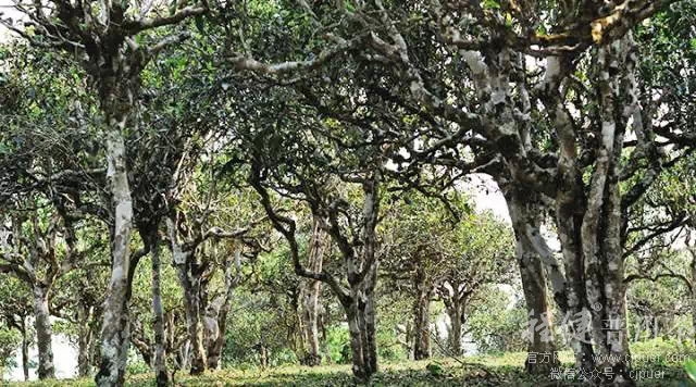 ԭ��̬�Ų�԰