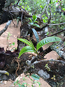 æ��ɽ����