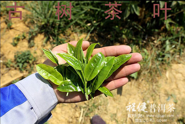 ������Ҷ